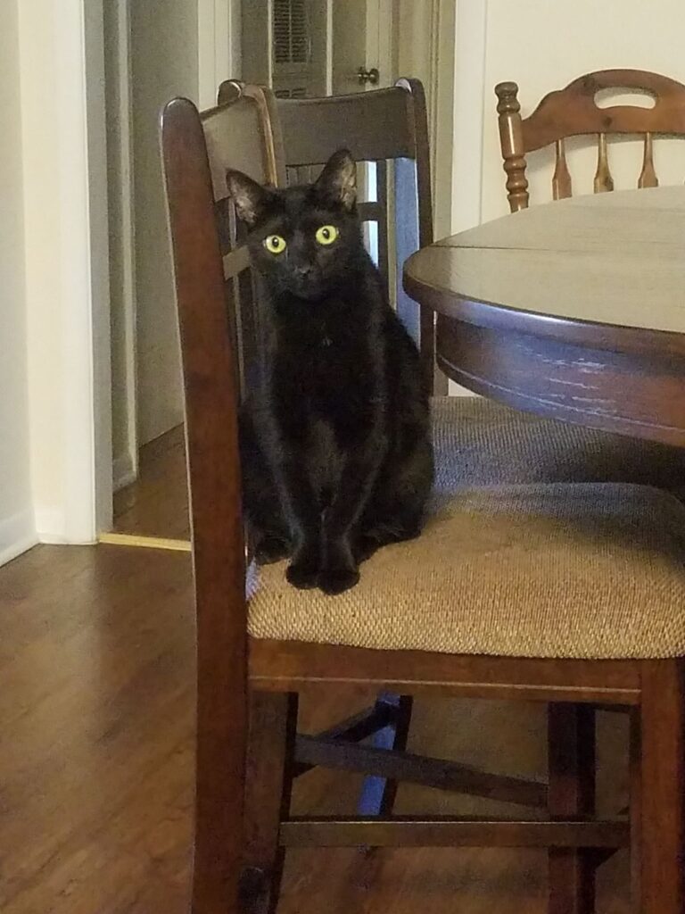 Abra black cat sitting on table
