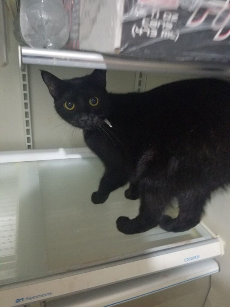 Abra inside fridge black cat
