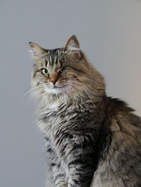 Aria "Siberian Cat" beautiful photography