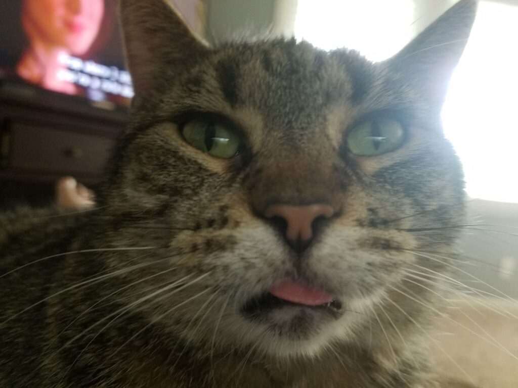 Joey tongue out kittystead