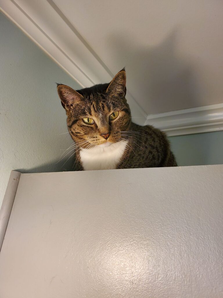 Missy-kittystead-on top of cabinet