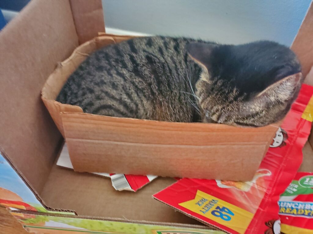 Missy-kittystead-sleeping in box