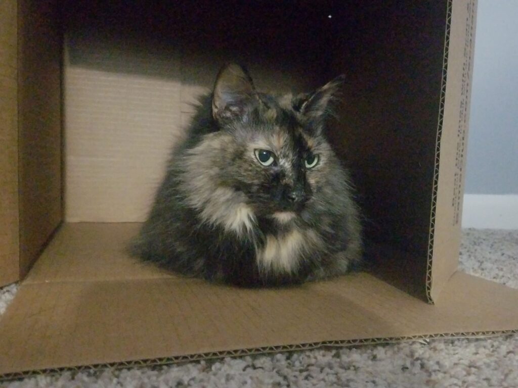 Sabrina kittystead in box
