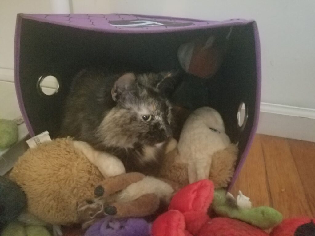 Sabrina kittystead with toys in box