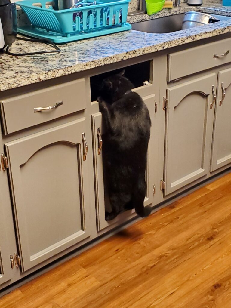Thomas curious
