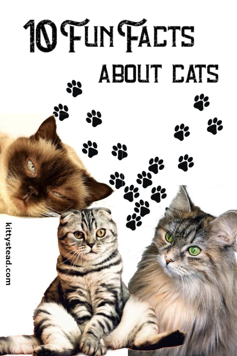 10 Fun Facts About Cats - Kittystead | Kittystead