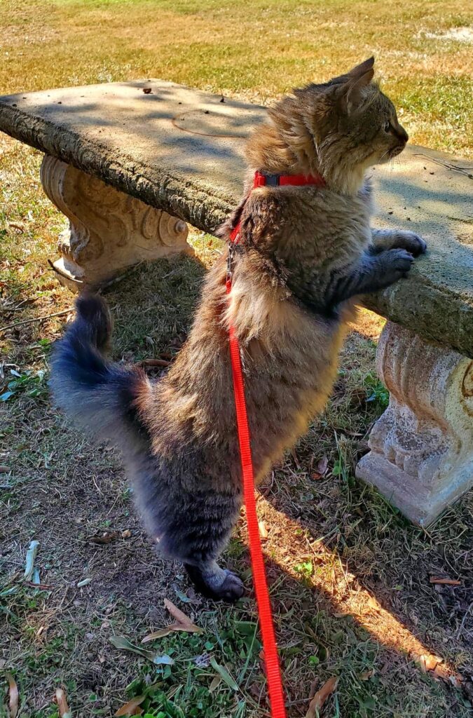 Aria Walking With Leash - Kittystead