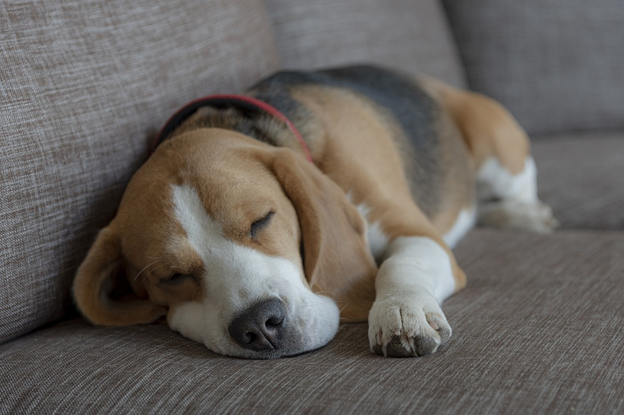 Beagle Dog Breed - Kittystead