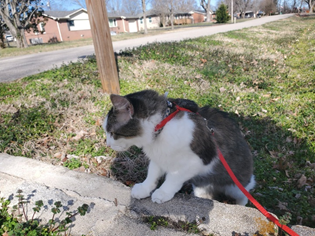 Buddy leash walking kittystead