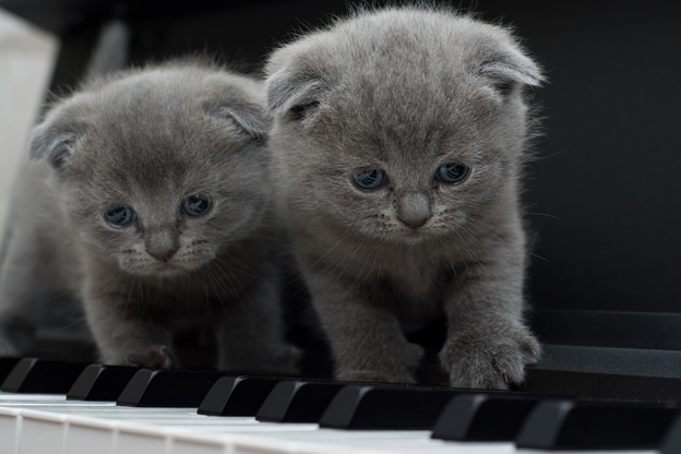 Kittens Playing On Piano - Kittystead