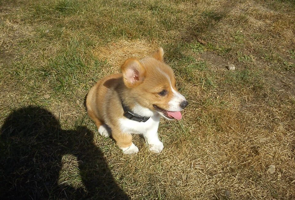 Maggie Training Pup Kittystead