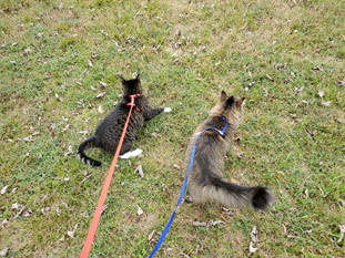 Missy Aria leash walking kittystead