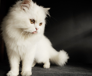 Persian Cat Breed - Kittystead
