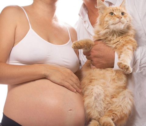 Pregnancy Baby And Cat Superstitions - Kittystead 1