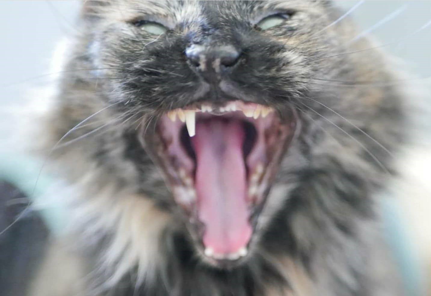 Top 5 Worst Cat Breeds FOR NEW CAT OWNERS Kittystead Kittystead