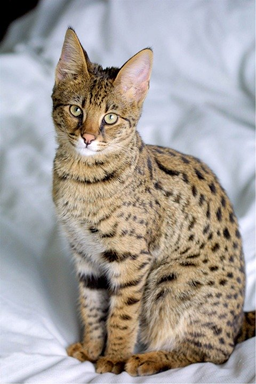 Savannah Cat Breed - Kittystead