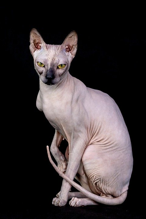 Sphynx Cat Breed - Kittystead