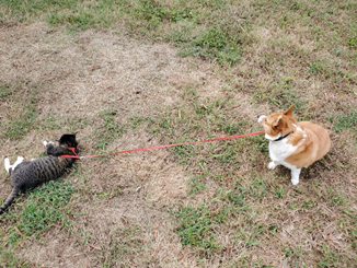 kittystead Missy Maggie leash walking