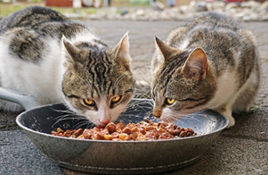 Cat Diet - Kittystead 3