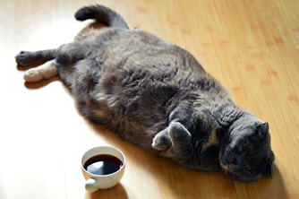 Cat Diet - Kittystead 4