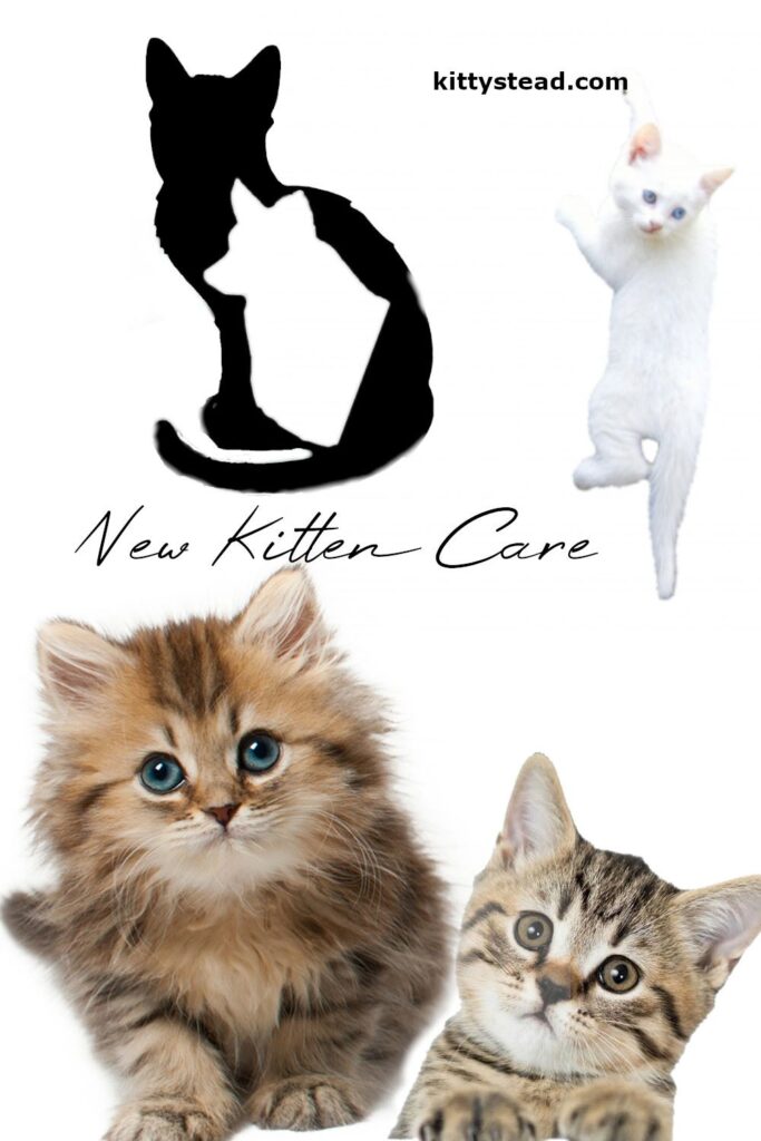 New Kitten Care - Kittystead 1