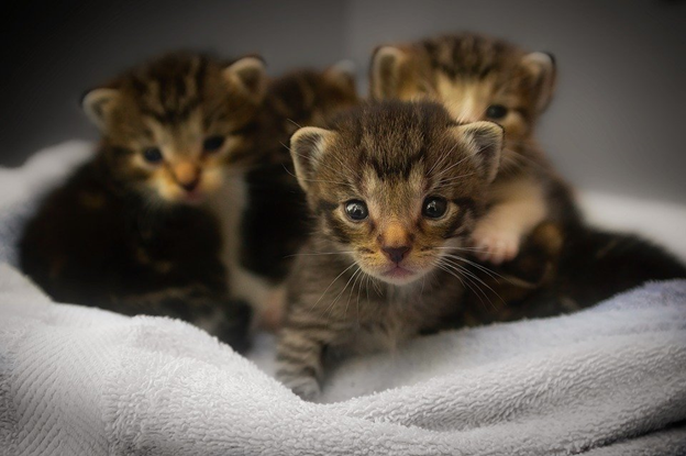 New Kitten Care - Kittystead 2