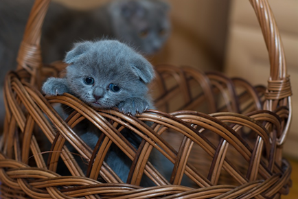 New Kitten Care - Kittystead 3