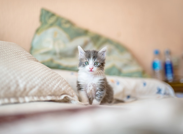 New Kitten Care - Kittystead 7