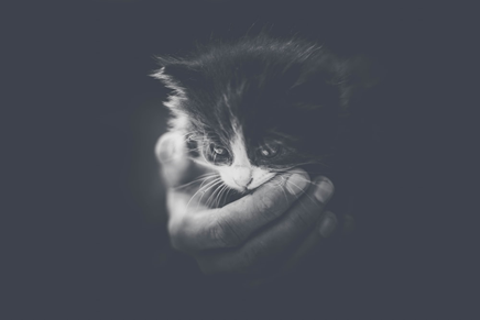 New Kitten Care - Kittystead 8