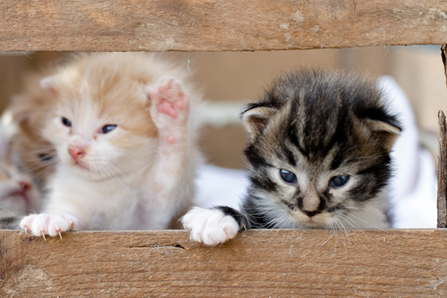New Kitten Care - Kittystead 9