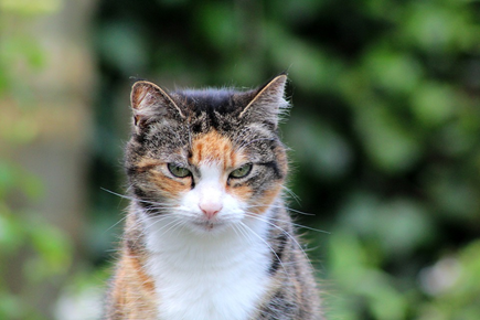 Tell Your Cat’s Mood In 3 Easy Steps - Kittystead 6