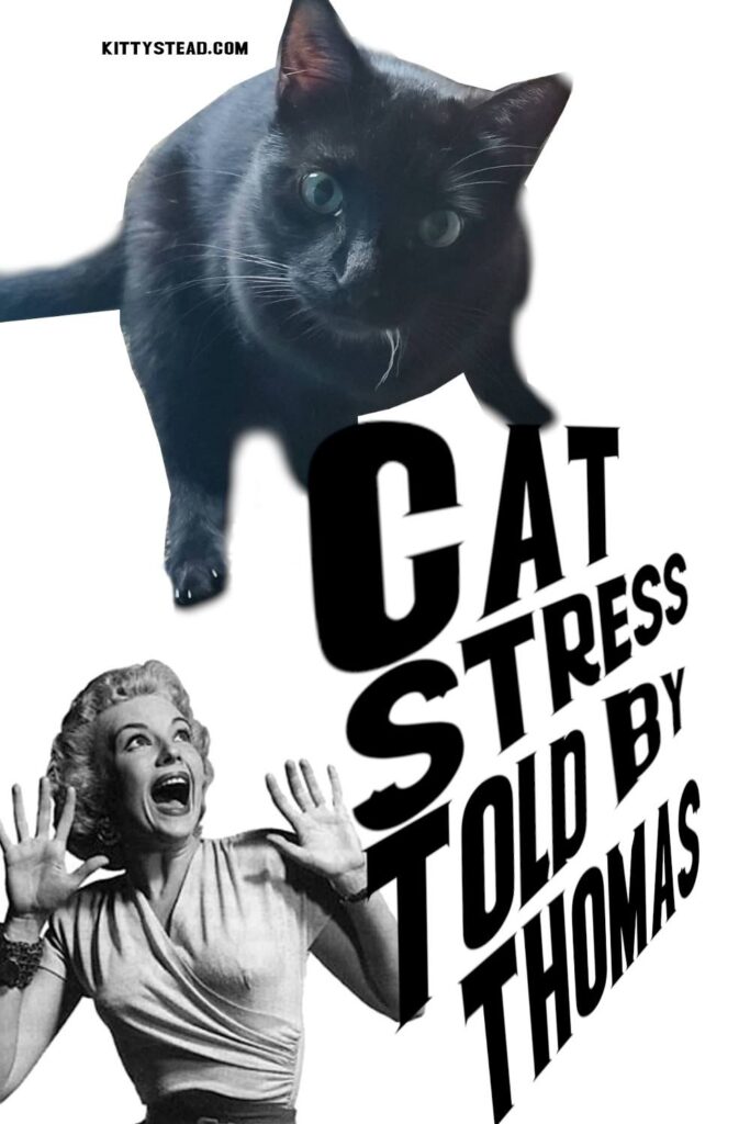 Cat Stress Told By Thomas - Pinterest