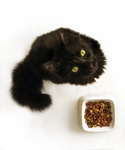 6 Cat Foods You Should Be Feeding Your Cat
