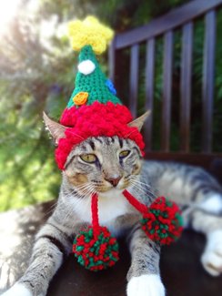 Keeping Your Furbabies Safe During The Holidays - 10