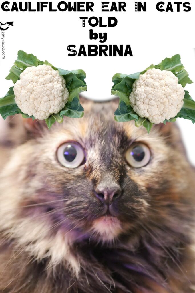 Cauliflower Ear In Cats Told by Sabrina - PINTEREST