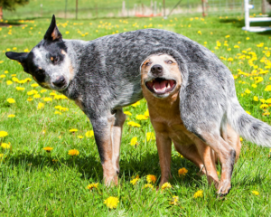 Top-7-worst-dog-breeds-for-new-owners 7