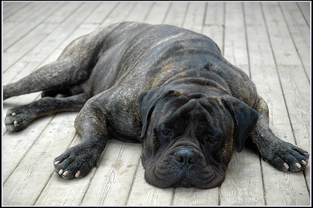 Top-7-worst-dog-breeds-for-new-owners 8